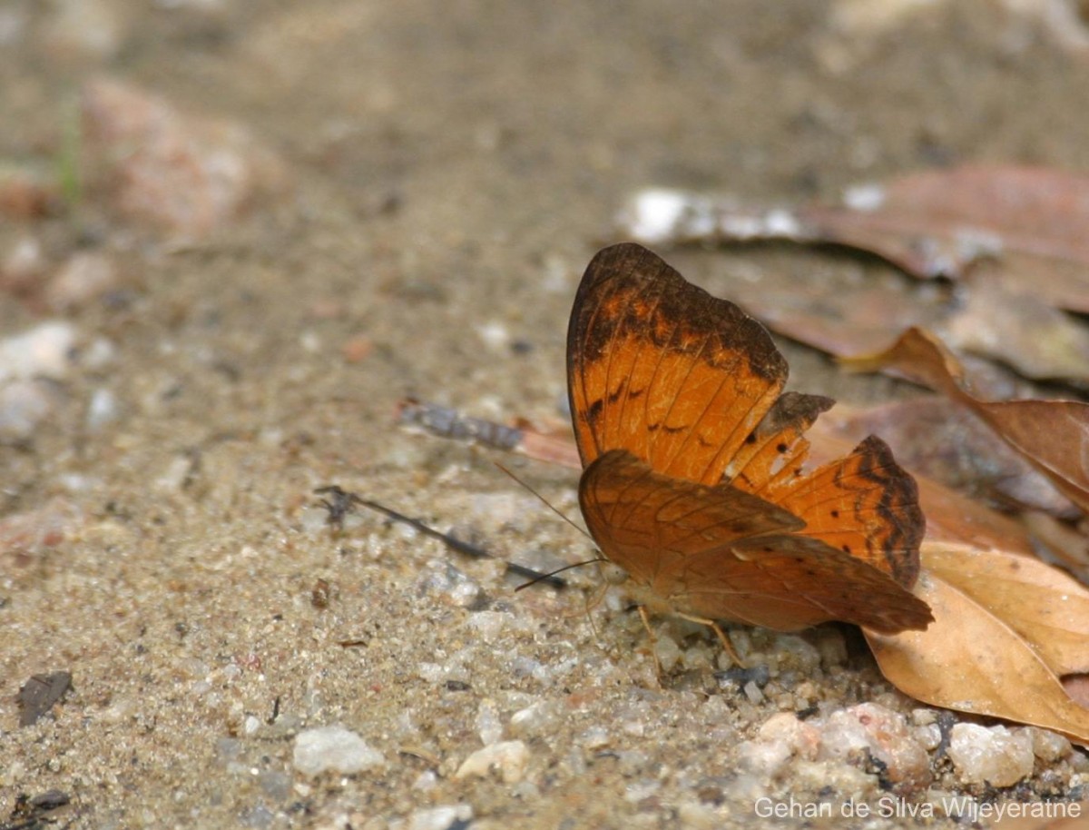 Cirrochroa thais  Fabricius, 1787